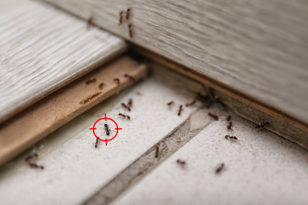 Best Wildlife Control Services  in Stafford Springs, CT