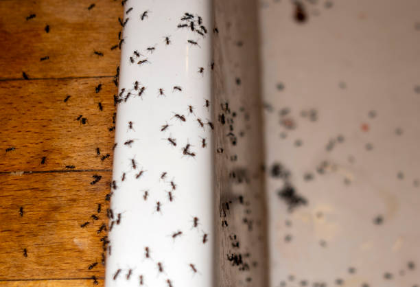 Best Affordable Pest Control Services  in Stafford Springs, CT