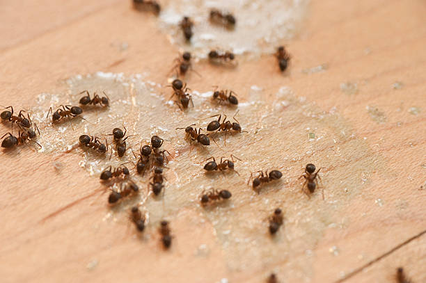Best Bed Bug Extermination  in Stafford Springs, CT
