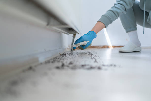 Best Spider Control Near Me  in Stafford Springs, CT