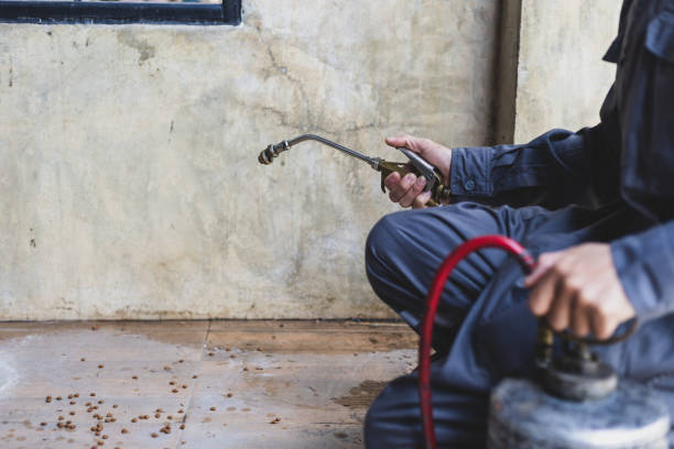 Best Wasp Removal Services  in Stafford Springs, CT